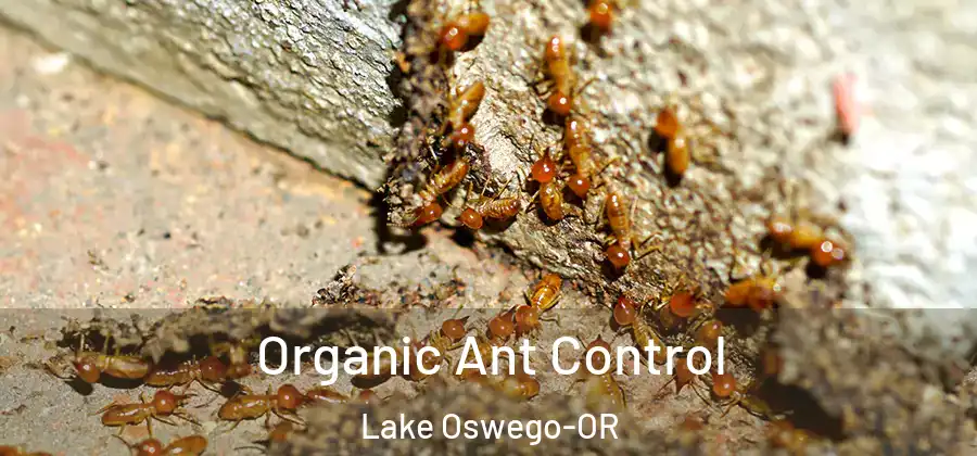 Organic Ant Control Lake Oswego-OR