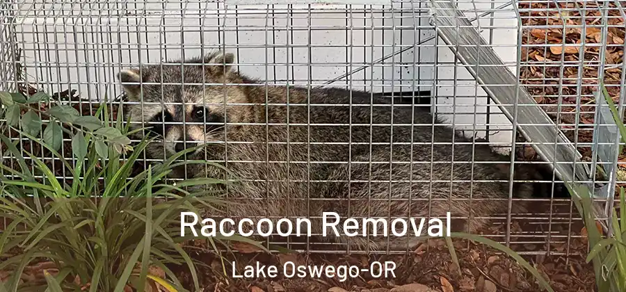  Raccoon Removal Lake Oswego-OR