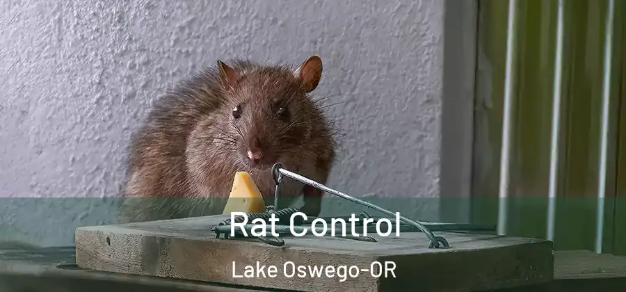 Rat Control Lake Oswego-OR