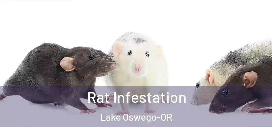 Rat Infestation Lake Oswego-OR