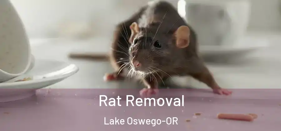 Rat Removal Lake Oswego-OR