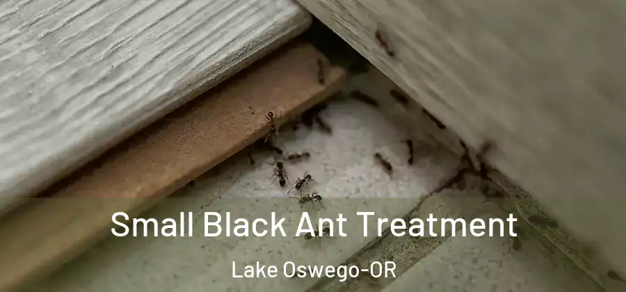 Small Black Ant Treatment Lake Oswego-OR
