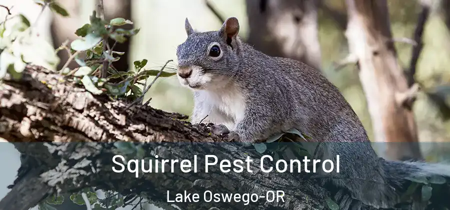  Squirrel Pest Control Lake Oswego-OR