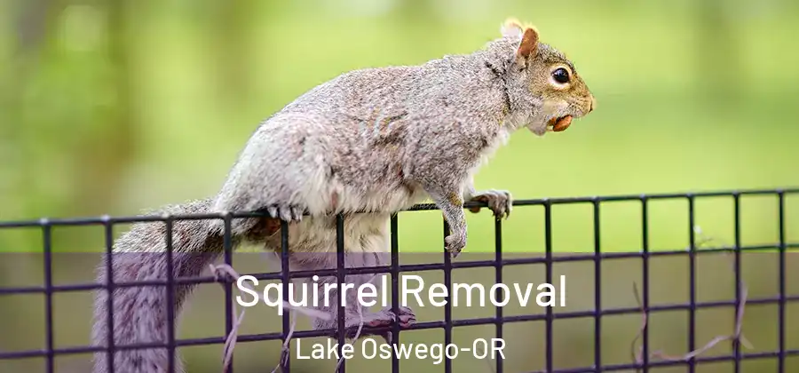 Squirrel Removal Lake Oswego-OR