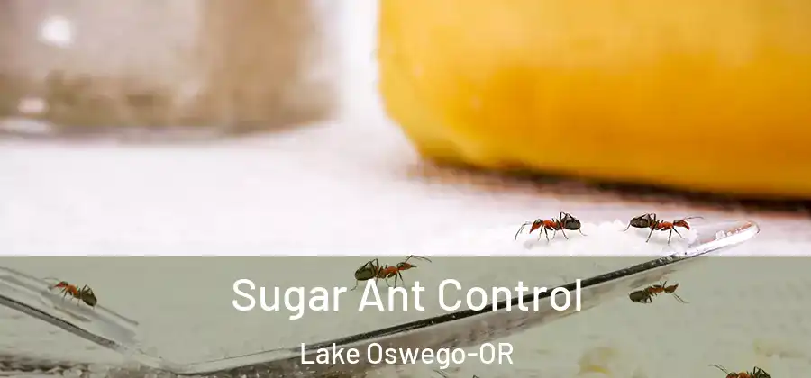 Sugar Ant Control Lake Oswego-OR