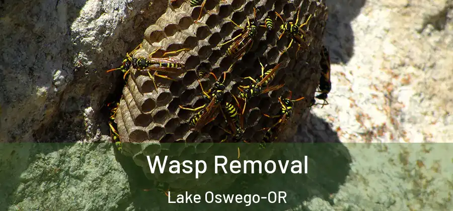 Wasp Removal Lake Oswego-OR
